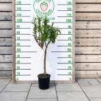 Mini nektárinka nízkokmenná (Prunus Nucipersica ) ´GARDEN BEAUTY´ - stredne skorá, výška 80-90cm, obvod kmeňa 4/6 cm, kont.C5L 